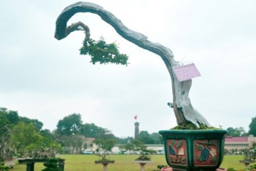 Ngắm những cây cảnh nghệ thuật độc, lạ ở Hoàng Thành Thăng Long