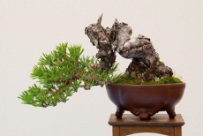 Giống thông Đen Nhật Bản (Japan black pine)