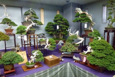 Thăm vườn bonsai Nhật Bản P1